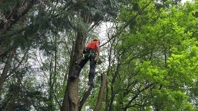 Best Tree Preservation Services  in Pomona Park, FL